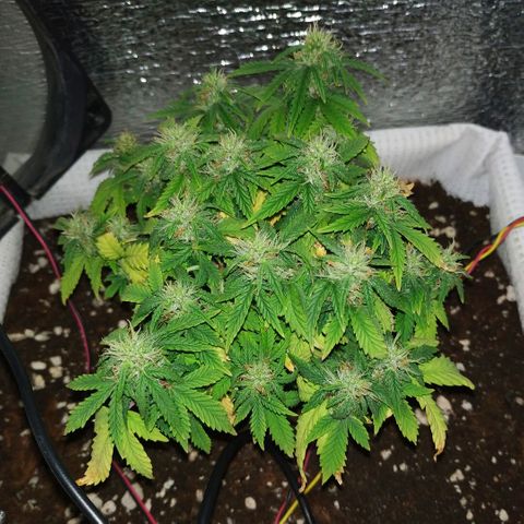 WW growlog timeline photo
