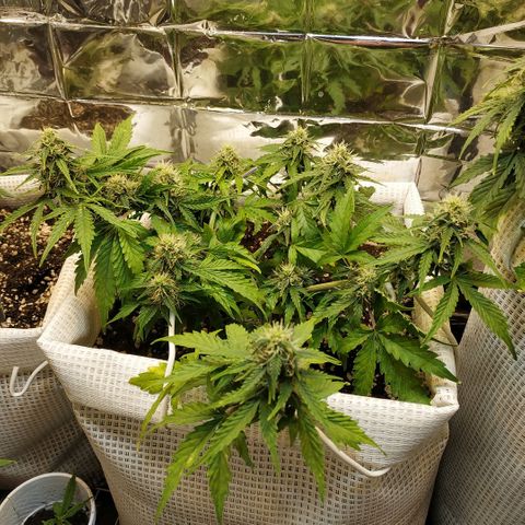 North growlog timeline photo