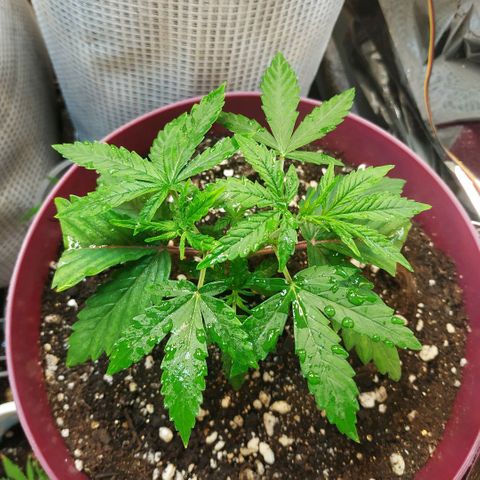 BW growlog timeline photo