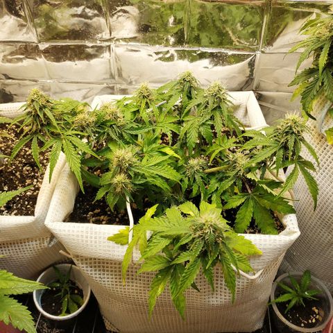 North growlog timeline photo