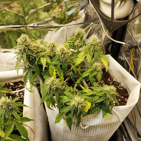 OG Kush Auto growlog timeline photo