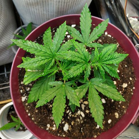 BW growlog timeline photo