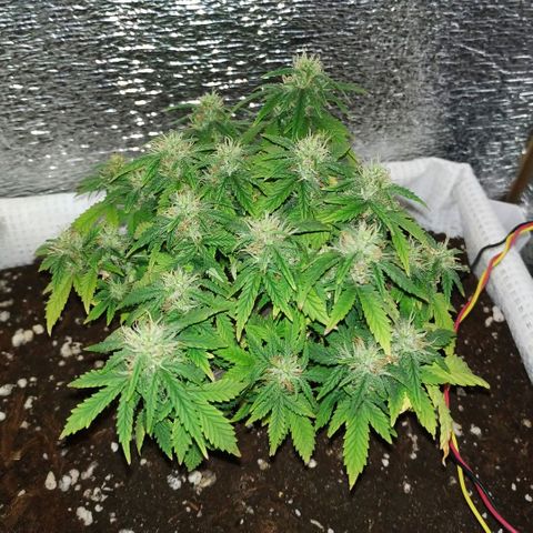 WW growlog timeline photo