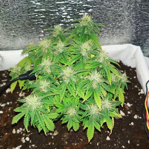 WW growlog timeline photo