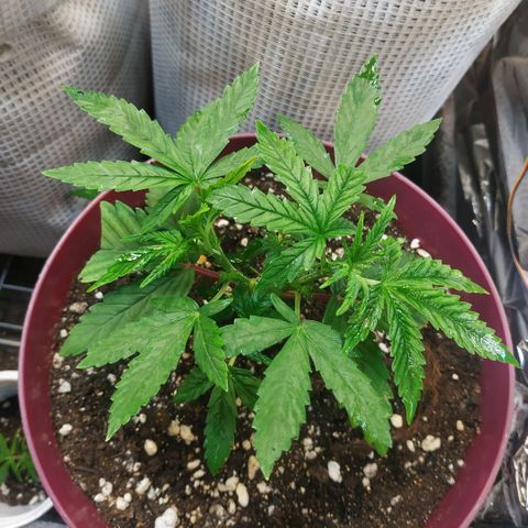 BW growlog timeline photo