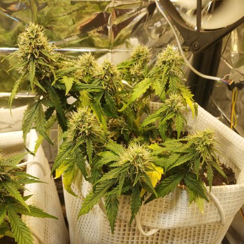 OG Kush Auto growlog timeline photo