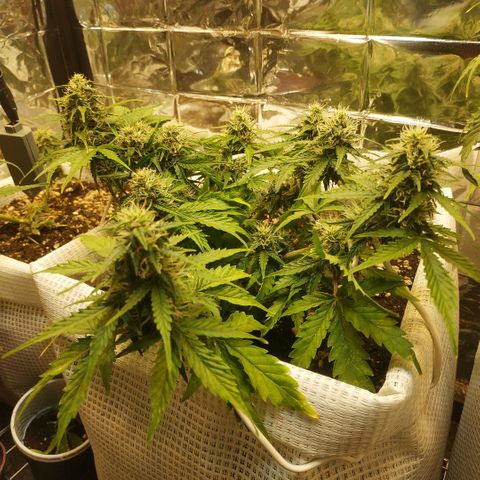 North growlog timeline photo