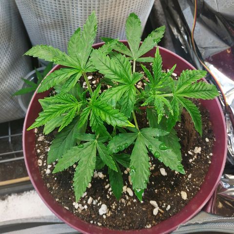 BW growlog timeline photo