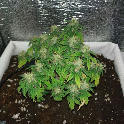 WW growlog timeline photo
