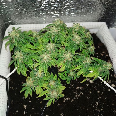 WW growlog timeline photo