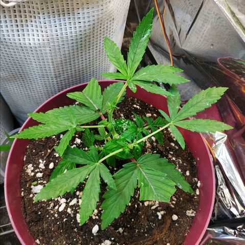 BW growlog timeline photo