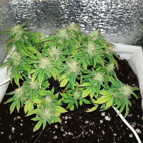WW growlog timeline photo