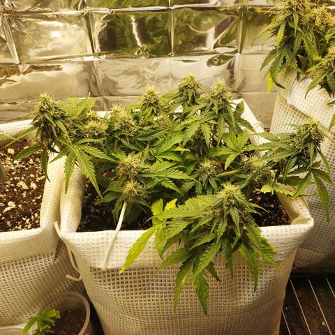 North growlog timeline photo