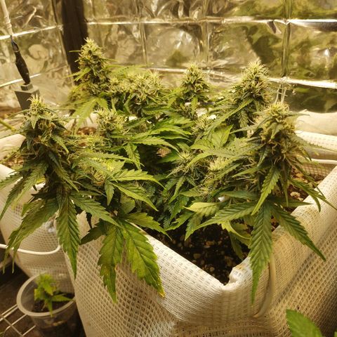 North growlog timeline photo