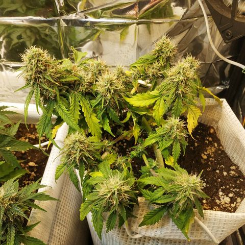 OG Kush Auto growlog timeline photo