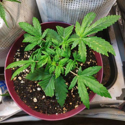 BW growlog timeline photo
