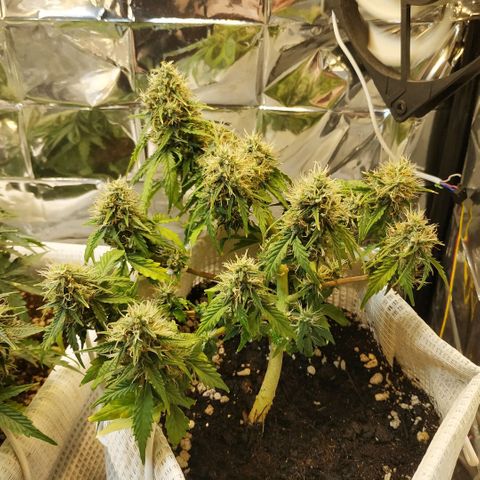 OG Kush Auto growlog timeline photo