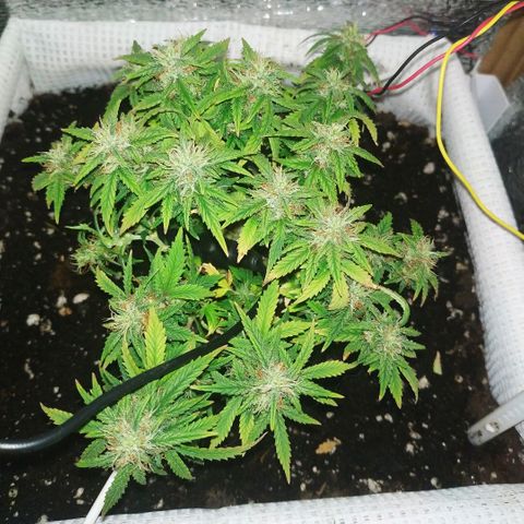 WW growlog timeline photo