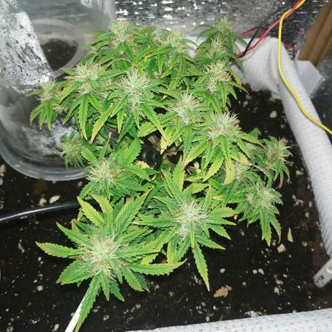 WW growlog timeline photo
