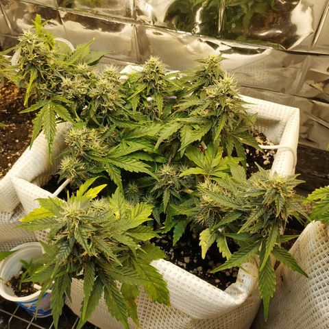 North growlog timeline photo