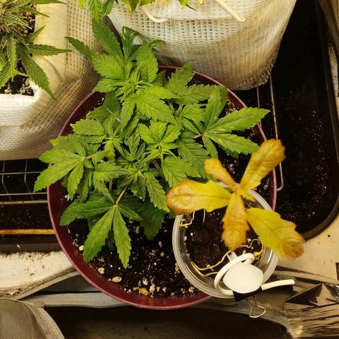 BW growlog timeline photo