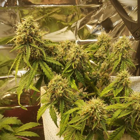 OG Kush Auto growlog timeline photo