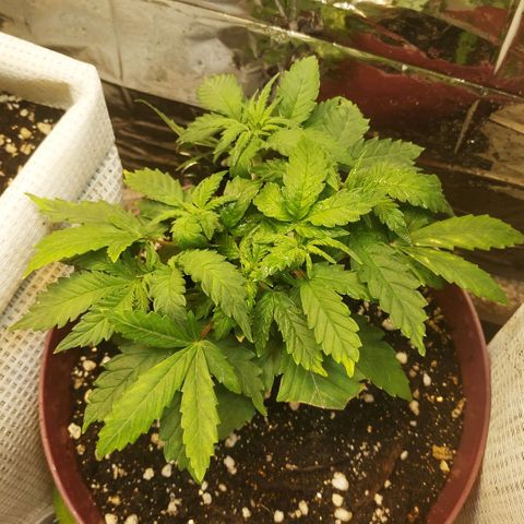 BW growlog timeline photo