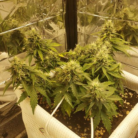 North growlog timeline photo