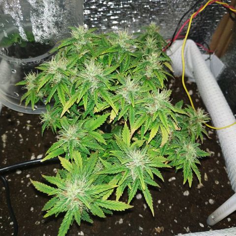 WW growlog timeline photo