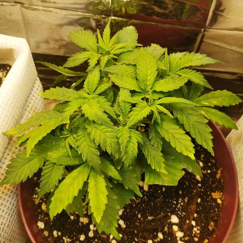 BW growlog timeline photo