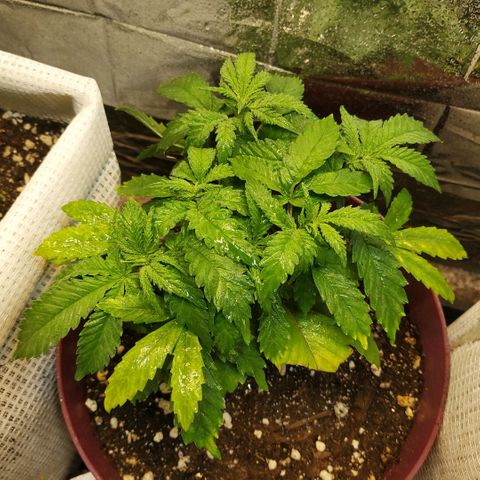 BW growlog timeline photo