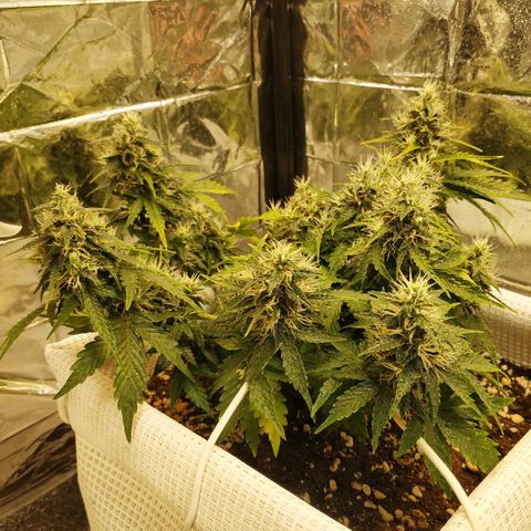 North growlog timeline photo