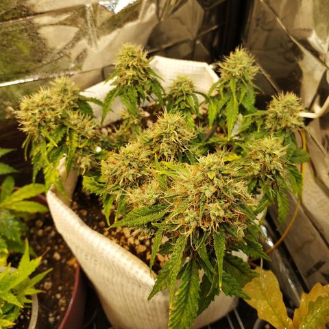 OG Kush Auto growlog timeline photo