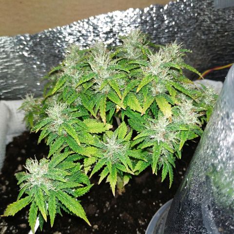 WW growlog timeline photo