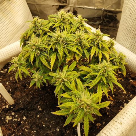 WW growlog timeline photo