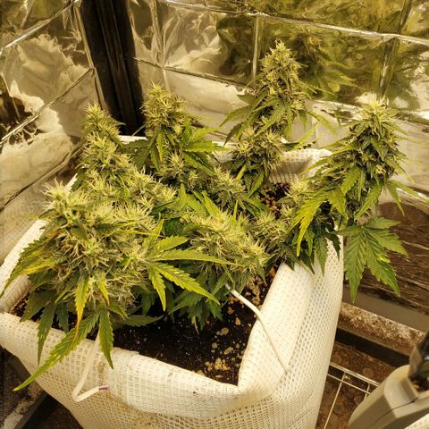 North growlog timeline photo