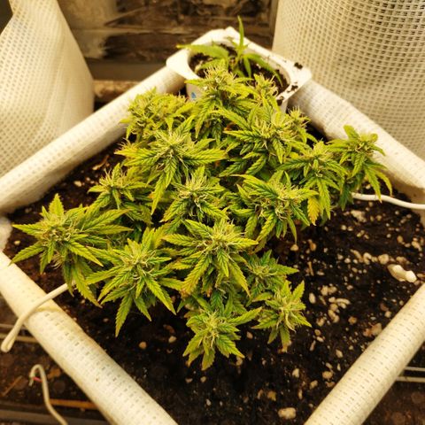 WW growlog timeline photo