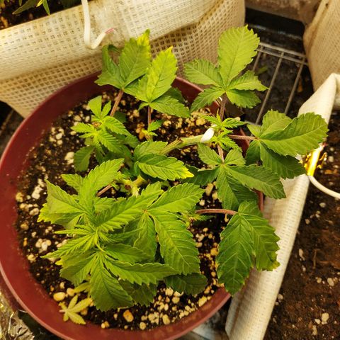 BW growlog timeline photo
