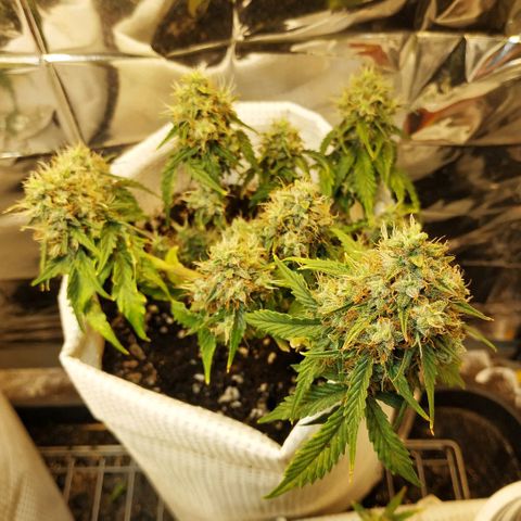 OG Kush Auto growlog timeline photo