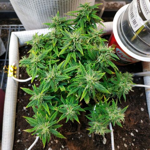 WW growlog timeline photo