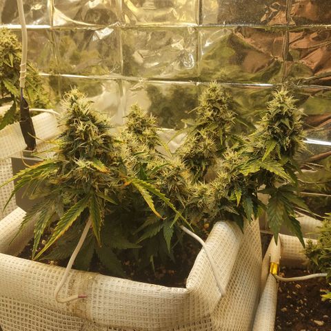North growlog timeline photo
