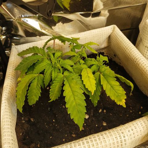 BW growlog timeline photo