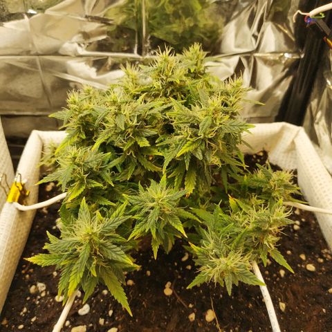 WW growlog timeline photo
