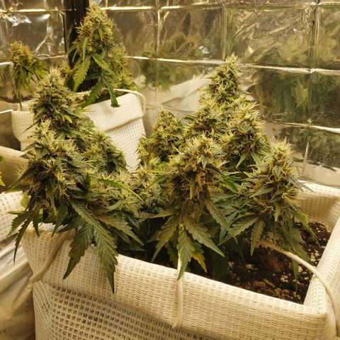 North growlog timeline photo