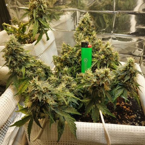 North growlog timeline photo