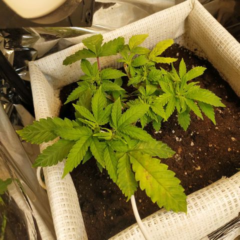 BW growlog timeline photo