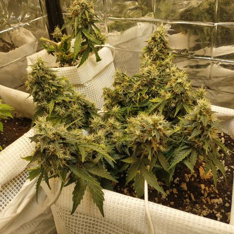 North growlog timeline photo