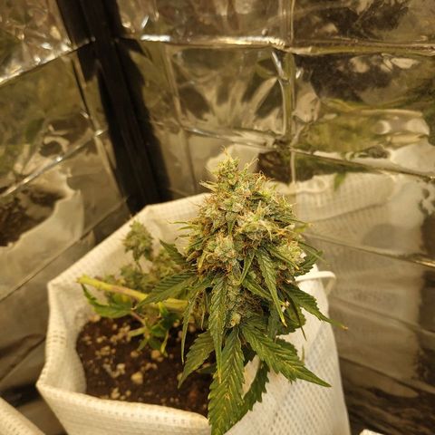 OG Kush Auto growlog timeline photo