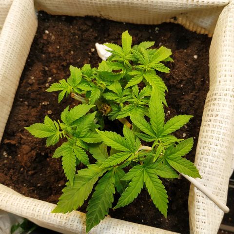 BW growlog timeline photo