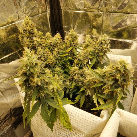North growlog timeline photo